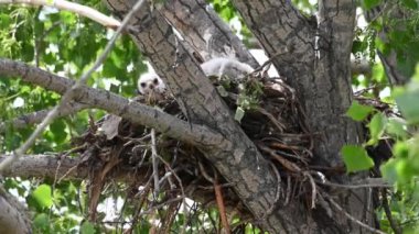 Teh Kanada çayırlarında Ferruginous Hawk