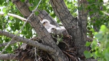 Teh Kanada çayırlarında Ferruginous Hawk