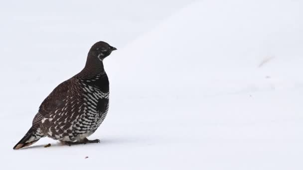 Grouse Canadian Rockies — Stock video