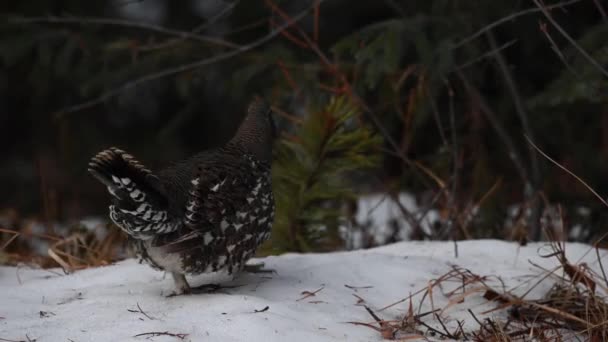 Grouse Kanadensiska Klipporna — Stockvideo