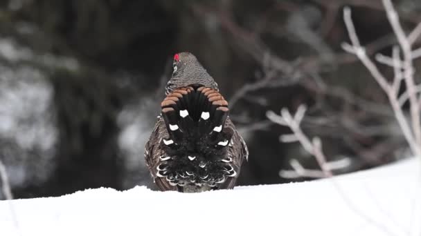 Auerhahn Den Kanadischen Rocky Mountains — Stockvideo