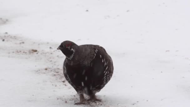 Urogallo Las Rocosas Canadienses — Vídeos de Stock