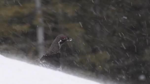 Grouse Canadian Rockies — Stock video