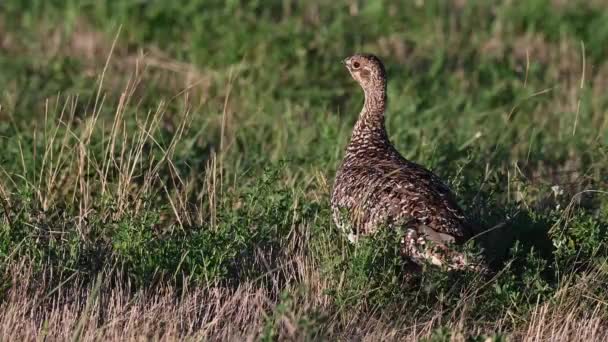 Grouse Kanadensiska Klipporna — Stockvideo