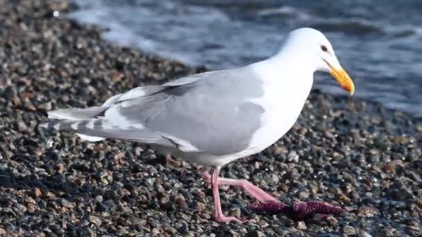 Racek Tichém Oceánu — Stock video