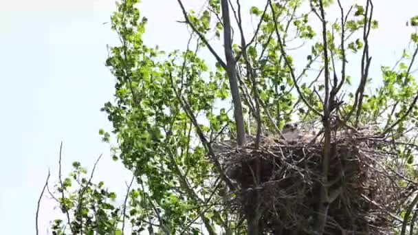 Ferruginous Hawk Teh Canadian Grasslands — Stock Video