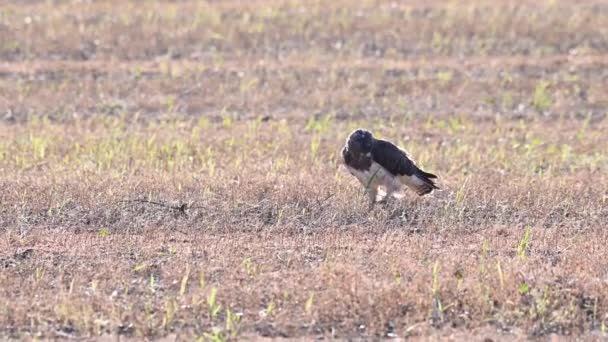 Teh Kanada Çayırlarında Ferruginous Hawk — Stok video