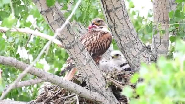 Teh Kanada Çayırlarında Ferruginous Hawk — Stok video