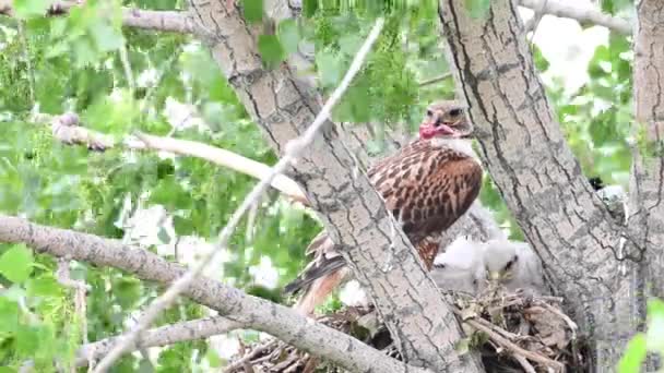 Ferruginous Hawk Canadian Grasslands — Stock video