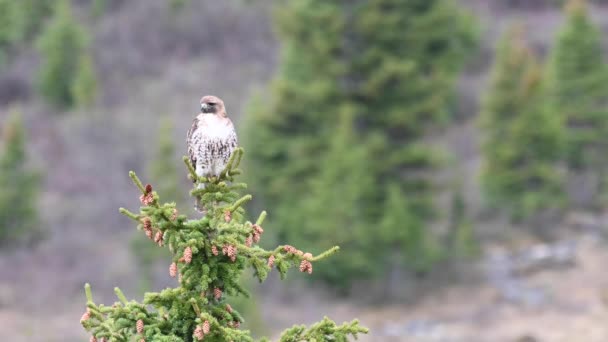 Buse Queue Rouge Dans Les Rocheuses Canadiennes — Video