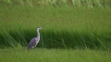 Kanada vahşi doğasında balıkçıl