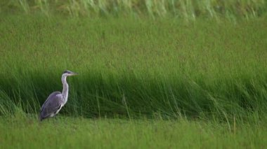 Kanada vahşi doğasında balıkçıl