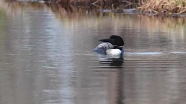 Kanadalı deli, vahşi doğada.