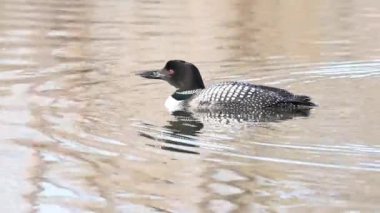 Kanadalı deli, vahşi doğada.