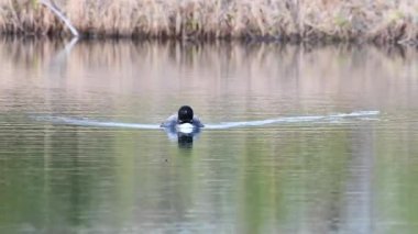 Kanadalı deli, vahşi doğada.