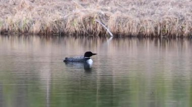 Kanadalı deli, vahşi doğada.