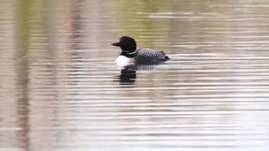 Kanadalı deli, vahşi doğada.