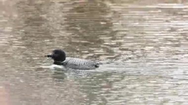 Kanadalı deli, vahşi doğada.