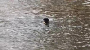 Kanadalı deli, vahşi doğada.