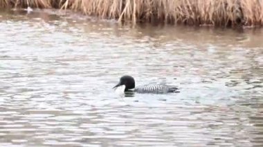 Kanadalı deli, vahşi doğada.