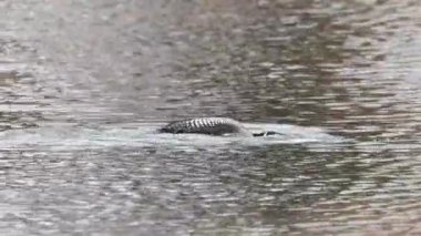 Kanadalı deli, vahşi doğada.