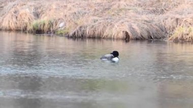 Kanadalı deli, vahşi doğada.