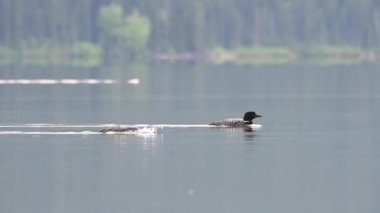 Kanadalı deli, vahşi doğada.