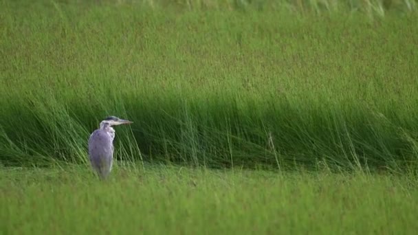 Heron Kanadské Divočině — Stock video