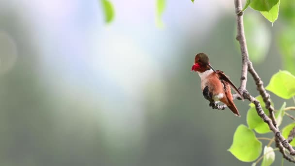 Colibrí Las Rocas Canadienses — Vídeo de stock