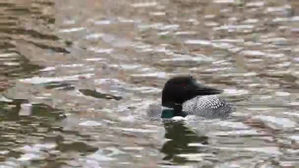 Canadian Loon Wilderness — Stock Video