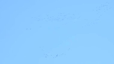 Kum tepesi turnaları kış için güneye göç ediyor.