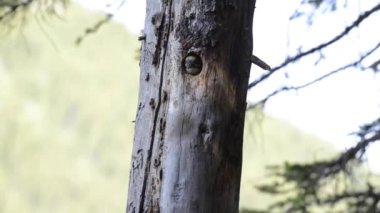 Üç parmaklı ağaçkakan Kanada Kayalıklarında