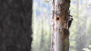 Üç parmaklı ağaçkakan Kanada Kayalıklarında