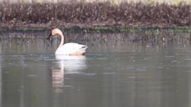 Kanada Kayalıklarında Trompetçi Kuğu