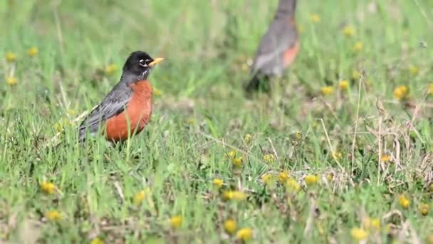 Robin Primavera — Vídeo de Stock