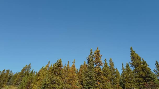 Sandhill Cranes Migrating South Winter — Stock Video