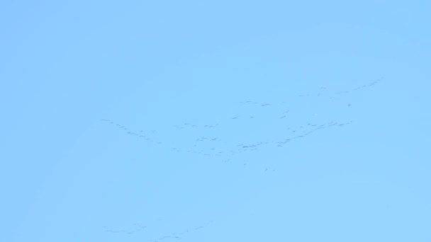 Sandhill Cranes Migrating South Winter — Stock Video