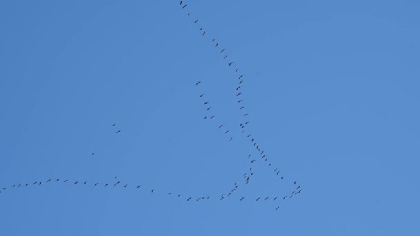 Sandhill Cranes Migrating South Winter — Stock Video