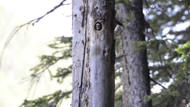 Three Toed Woodpecker Canadian Rockies — Stock Video