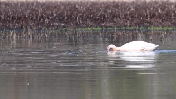 Trompeterschwan Den Kanadischen Rocky Mountains — Stockvideo