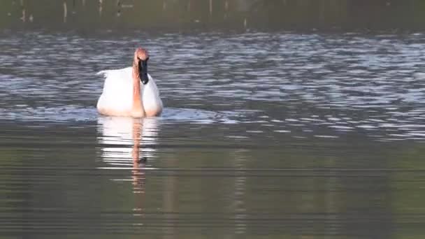 Cisne Trompetista Las Rocosas Canadienses — Vídeos de Stock