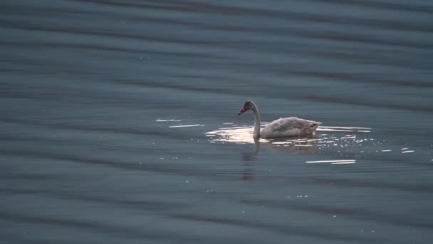 Cygne Siffleur Dans Les Rocheuses Canadiennes — Video