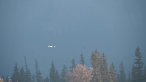 Cygne Siffleur Dans Les Rocheuses Canadiennes — Video