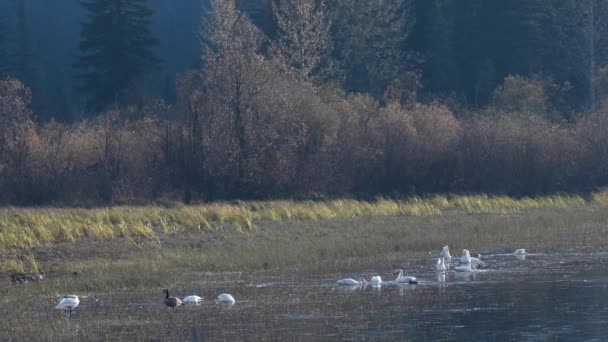 Cygne Siffleur Dans Les Rocheuses Canadiennes — Video