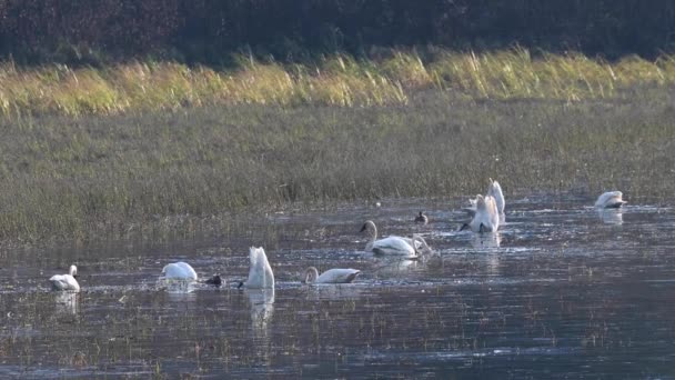 Cygne Siffleur Dans Les Rocheuses Canadiennes — Video