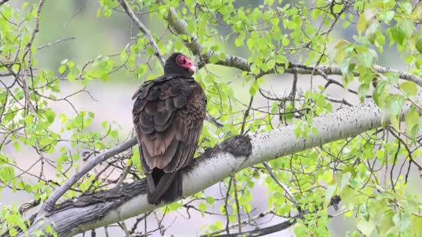 Avvoltoio Della Turchia Nelle Montagne Rocciose Canadesi — Video Stock