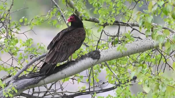 Avvoltoio Della Turchia Nelle Montagne Rocciose Canadesi — Video Stock