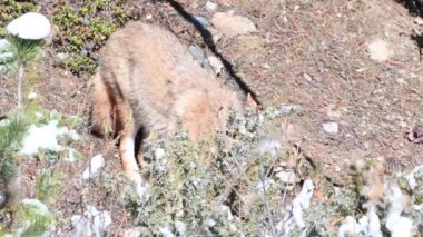 Kanada Kayalıklarında Çakal