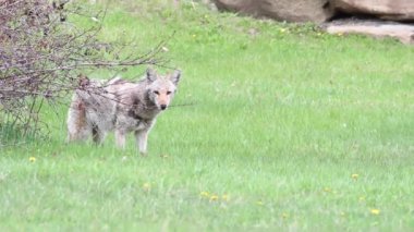 Kanada Kayalıklarında Çakal