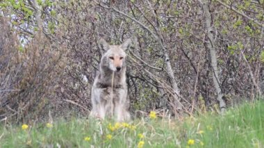 Kanada Kayalıklarında Çakal